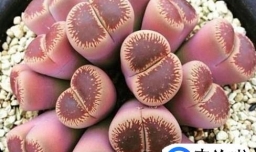 生石花如何播种繁殖