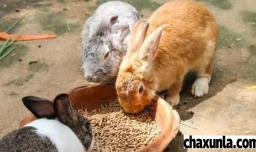 怎么样饲养宠物兔