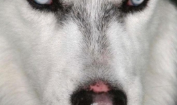 养哈士奇要注意什么