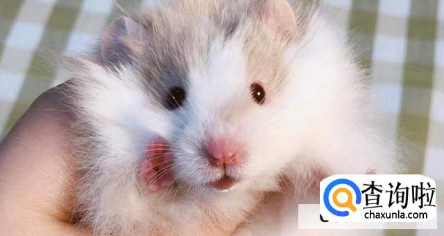 仓鼠的品种有哪些区别？
