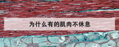 为什么有的肌肉不休息