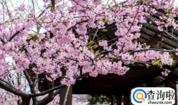 2018年日本樱花什么时候开