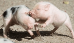 83年属什么生肖