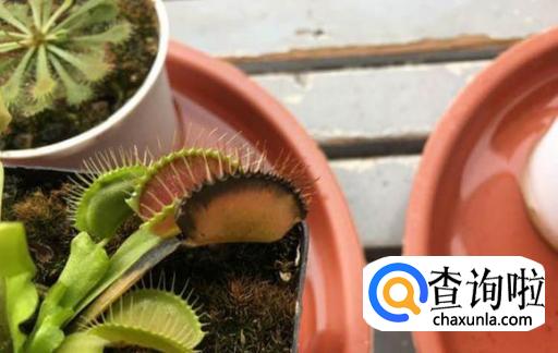 捕蝇草发黑怎么办