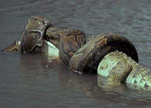 世界上最大的蟒蛇