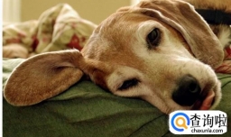 宠物哮喘应该怎样治疗？