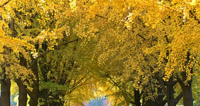 举世无双是什么意思