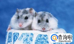 被仓鼠咬了怎么办