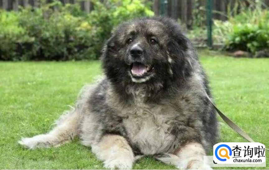 俄罗斯宠物狗品种有哪些