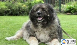 俄罗斯宠物狗品种有哪些
