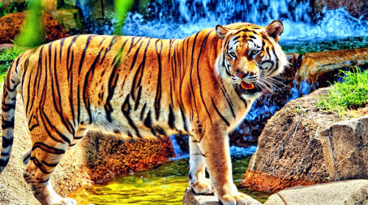 滑铲是什么意思