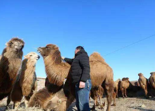 喝驼奶的好处与坏处