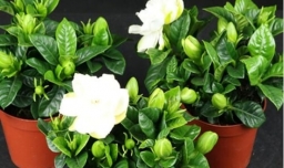 桅子花怎样浇水好