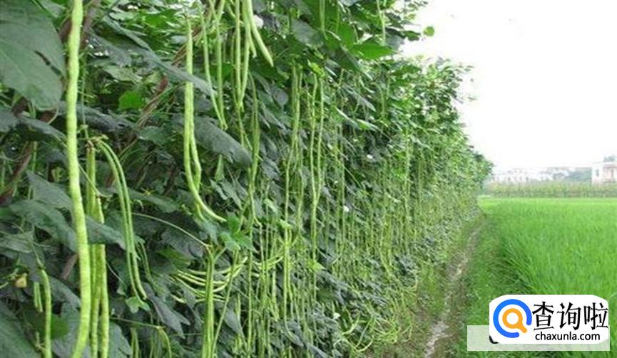 豇豆的种植时间和种植方法是怎么样的