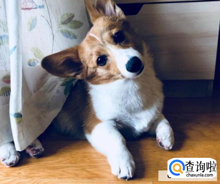 怎么才能调教出一个听话的狗狗？