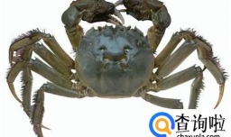 怎样挑选大闸蟹 大闸蟹怎么选
