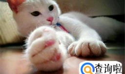 看猫咪的肉垫判断性格