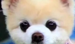 俊介剪毛前后对比照