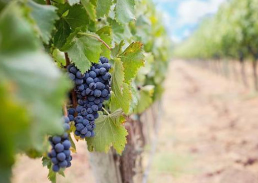 酿酒葡萄可以食用吗