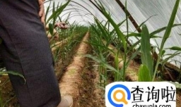 手把手教你如何在家里种出好姜？