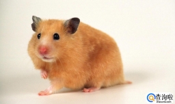 怎么给仓鼠喂水 仓鼠饮水器怎么用