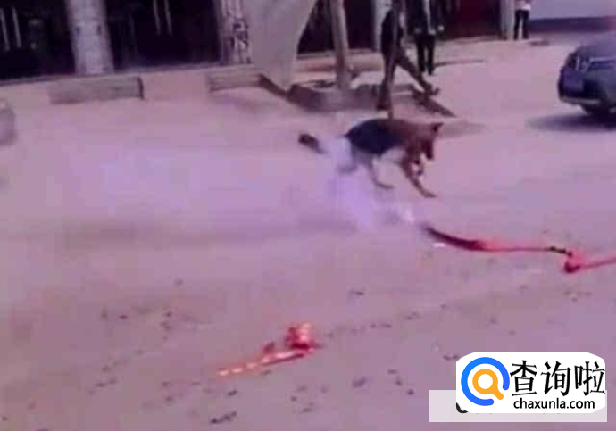 狗狗被鞭炮吓到了怎么办