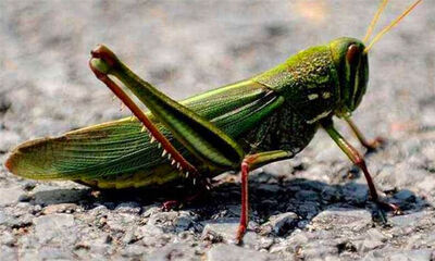 蝗虫和蚂蚱的区别