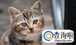 接触流浪猫时应该注意什么？