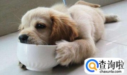 狗狗吃生肉好吗（狗狗为什么不能吃生肉呢?）