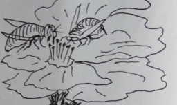 怎样画简笔画小蜜蜂采蜜糖？