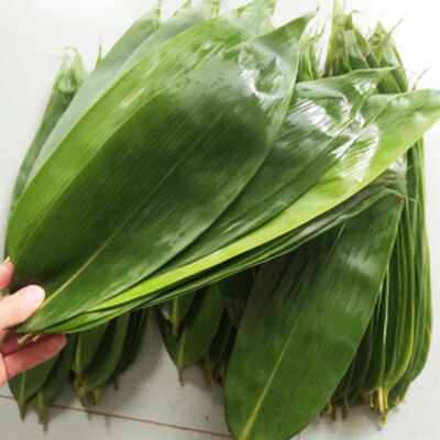 新鲜芦苇叶怎样长期保存