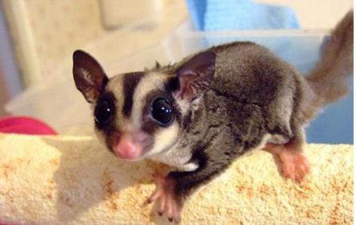 蜜袋鼯和鹦鹉两者哪个更适合做老年人宠物？