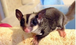 蜜袋鼯和鹦鹉两者哪个更适合做老年人宠物？