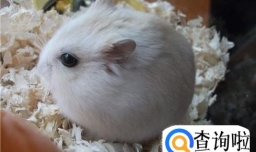 小仓鼠的习性有哪些