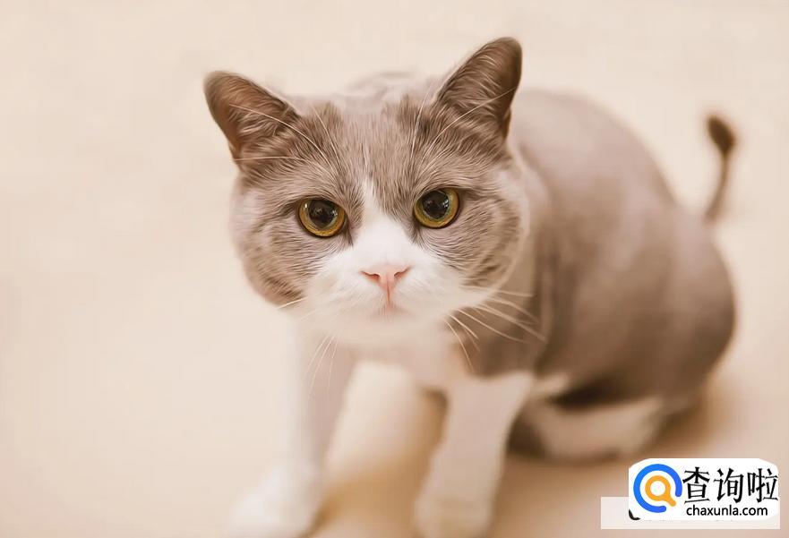 猫抖着尾巴向后滋尿怎么解决