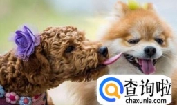 狗狗肠胃不好怎么办？