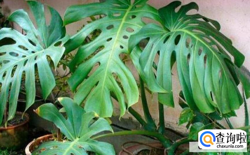 黄金春羽要怎么养活