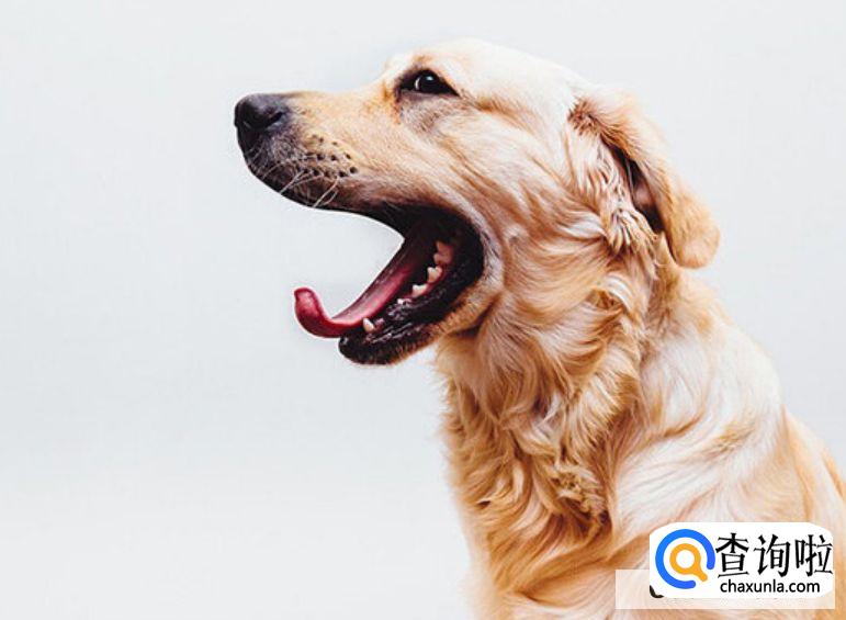 十大聪明狗狗都有哪几个