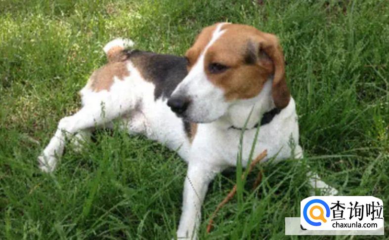 腊肠犬的价格和饲养方式