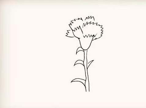 康乃馨简笔画