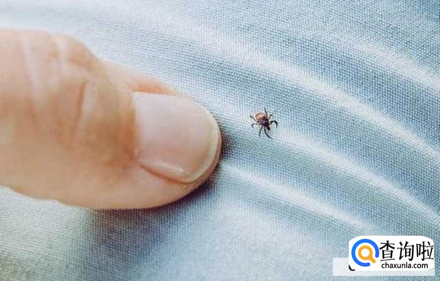 被蜱虫叮咬后怎么办？