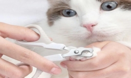 猫猫打架怎么办