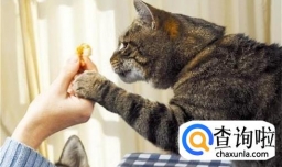 猫咪与主人感情好的表现有哪些
