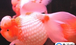 狮子头金鱼的饲养方法