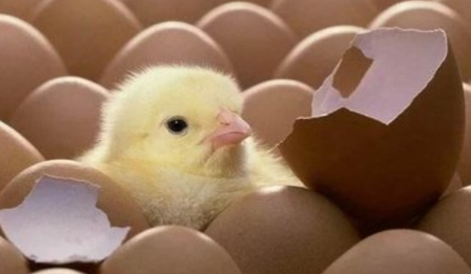 是先有鸡还是先有蛋