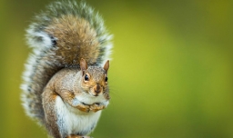 谁的尾巴像什么仿写句子有哪些？