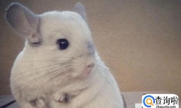 养什么动物不吵不脏不臭