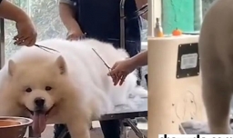 萨摩耶耳朵特别脏怎么清理