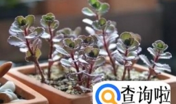 小球玫瑰怎么养爆盆