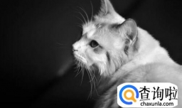 布偶猫不吃东西怎么办呢？